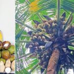 உலக தென்னை தினம் | ‘ஏஎல்ஆர்-4’ புதிய ரகத்தை வெளியிட்ட ஆழியாறு தென்னை ஆராய்ச்சி நிலையம்!