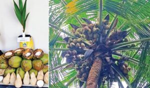உலக தென்னை தினம் | ‘ஏஎல்ஆர்-4’ புதிய ரகத்தை வெளியிட்ட ஆழியாறு தென்னை ஆராய்ச்சி நிலையம்!