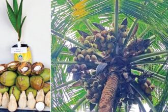 உலக தென்னை தினம் | ‘ஏஎல்ஆர்-4’ புதிய ரகத்தை வெளியிட்ட ஆழியாறு தென்னை ஆராய்ச்சி நிலையம்!