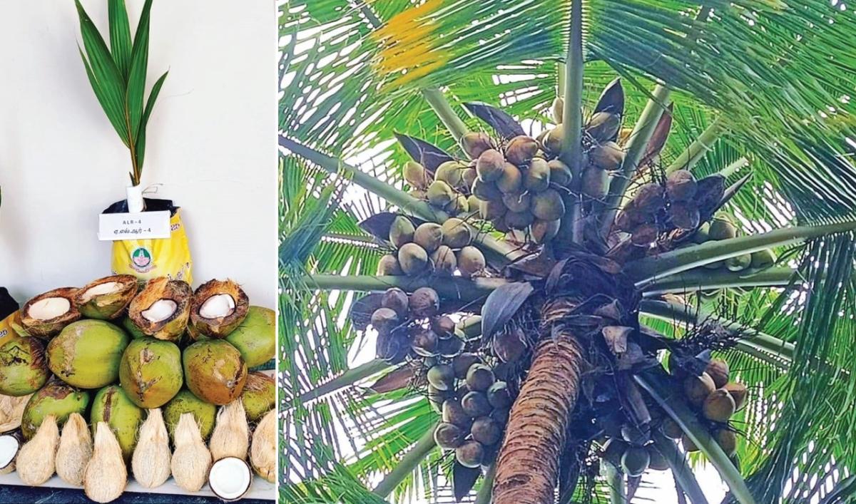 உலக தென்னை தினம் | ‘ஏஎல்ஆர்-4’ புதிய ரகத்தை வெளியிட்ட ஆழியாறு தென்னை ஆராய்ச்சி நிலையம்!