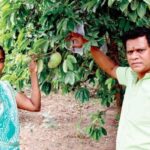 ‘முள் சீத்தா’வில் புதிய முயற்சி: டிப் டீ, மிட்டாய், பவுடர் தயாரித்து அசத்தும் தம்பதி!