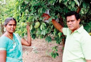‘முள் சீத்தா’வில் புதிய முயற்சி: டிப் டீ, மிட்டாய், பவுடர் தயாரித்து அசத்தும் தம்பதி!