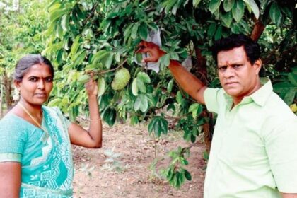 ‘முள் சீத்தா’வில் புதிய முயற்சி: டிப் டீ, மிட்டாய், பவுடர் தயாரித்து அசத்தும் தம்பதி!