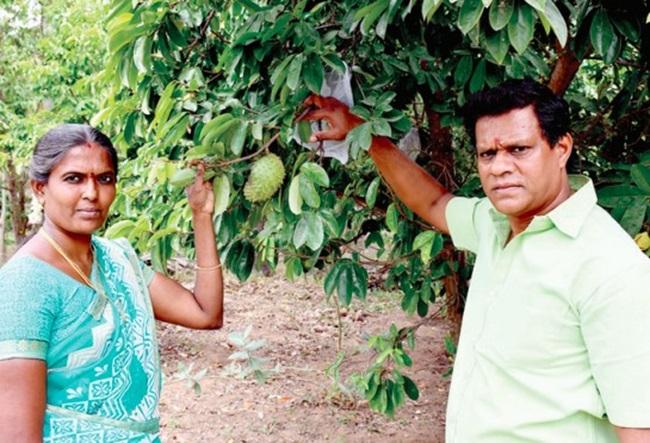 ‘முள் சீத்தா’வில் புதிய முயற்சி: டிப் டீ, மிட்டாய், பவுடர் தயாரித்து அசத்தும் தம்பதி!