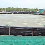 அமெரிக்காவின் 50% வரி விதிப்பால் நாகை இறால் விவசாயிகள் அச்சம்!