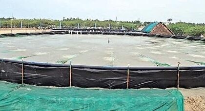 அமெரிக்காவின் 50% வரி விதிப்பால் நாகை இறால் விவசாயிகள் அச்சம்!