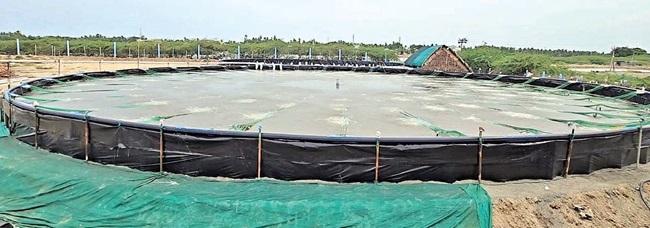 அமெரிக்காவின் 50% வரி விதிப்பால் நாகை இறால் விவசாயிகள் அச்சம்!