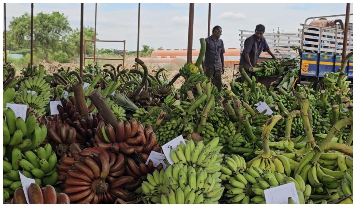உரிய விலை கிடைக்காமல் குறைந்த விலையில் ஏலம் போகும் வாழைத்தார்கள் - கோவை விவசாயிகள் கவலை